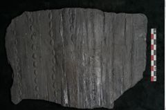 Foto (Detailansicht) von Sigillaria alternaus Lindl. et H. (NHMW-GEO-2024-0188-11047)
